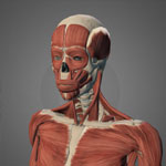 low poly anatomy model in Sketchfab 3D viewer